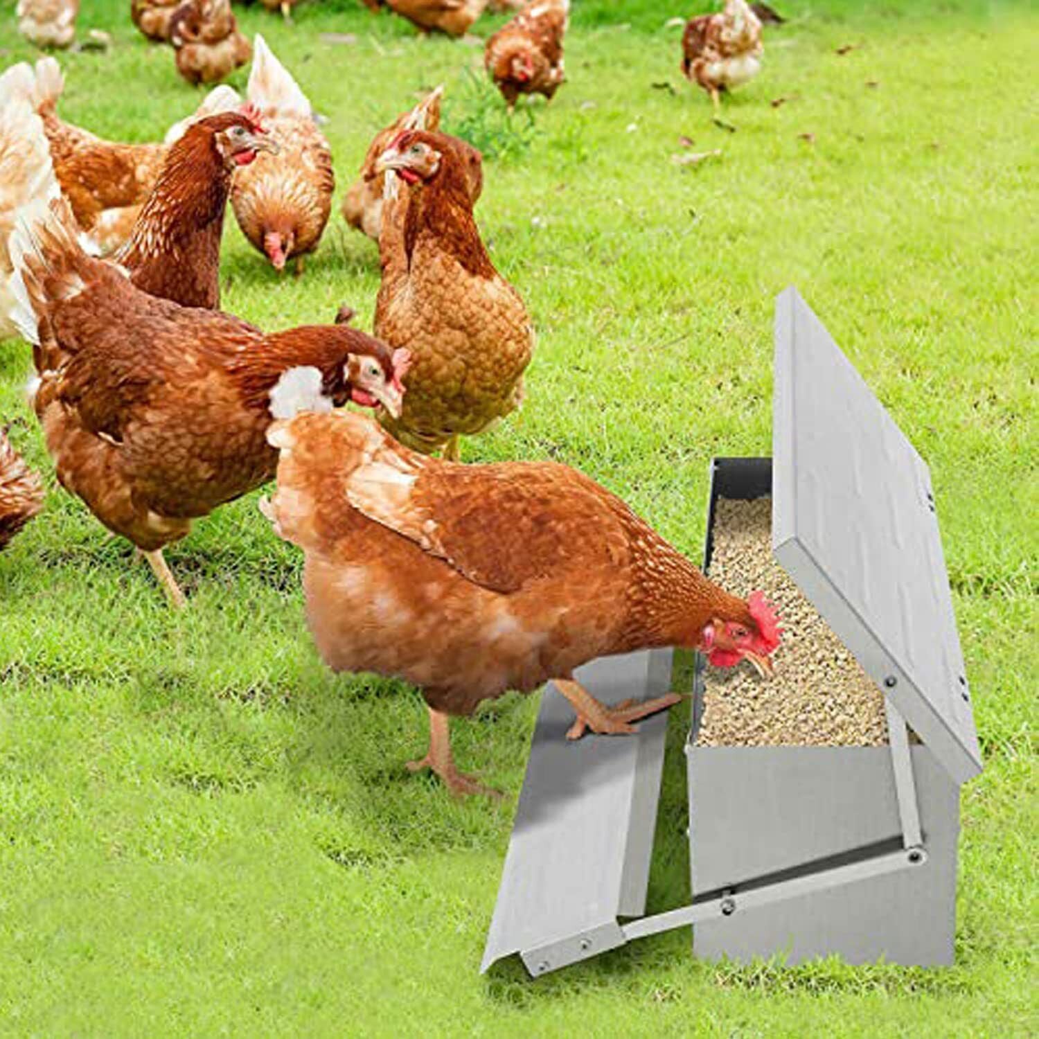 Automatic Chicken Feeder Galvanized Treadle Poultry Auto-Feeder Outdoor Garden